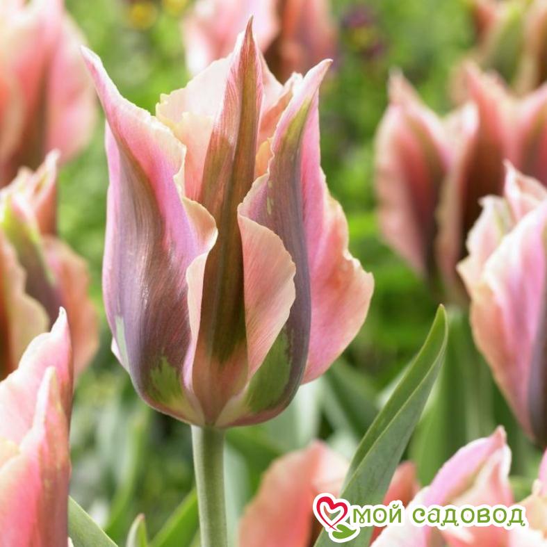 Тюльпан зеленоцветный Артист