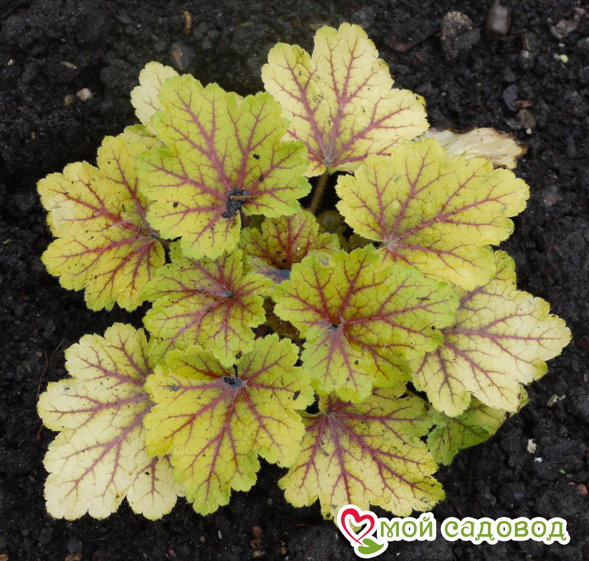 Гейхера Электра